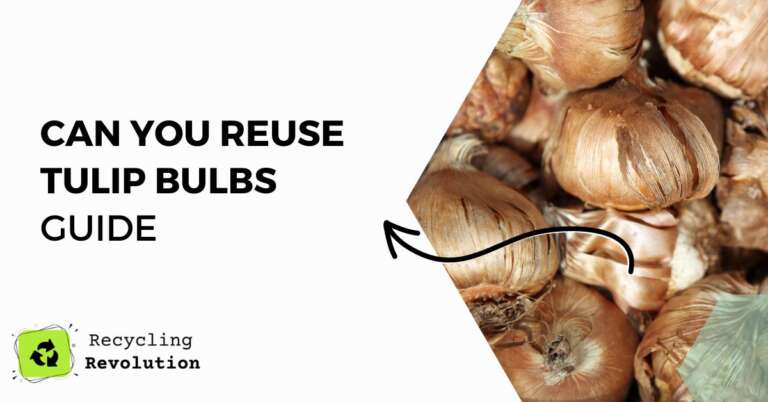 Can you reuse tulip bulbs guide