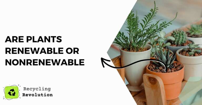 are plants renewable or nonrenewable